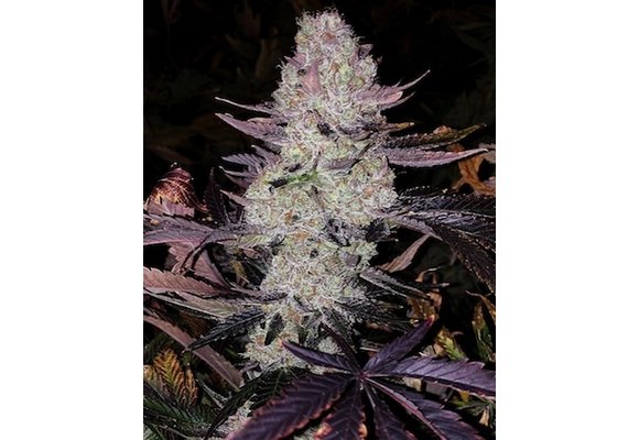 Ethos grape diamonds R2