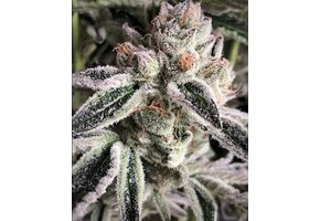 Ethos crescendo Rbx1