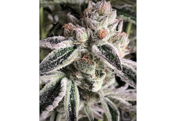 Ethos crescendo Rbx1