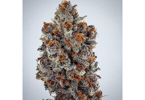 Ethos Banana Hammock Rbx1 5 pk