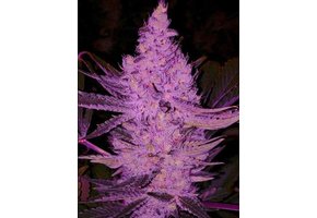 Ethos Purple Majik Rbx1 10 pack