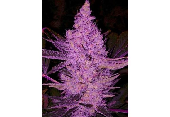 Ethos Purple Majik Rbx1 10 pack