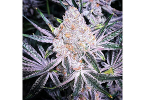 Ethos Purple Sunset Rbx2 5pk