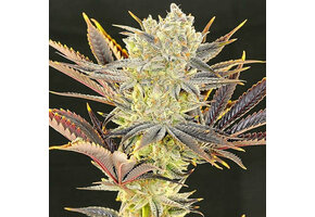 Ethos Citradelic Sunset 5pk