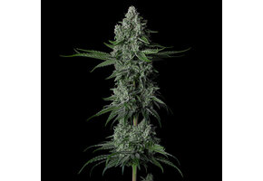 Ethos grandpa’s stash R2