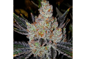 Ethos 10th planet R1