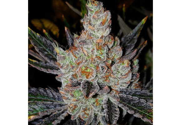 Ethos 10th planet R1