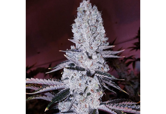 Ethos original mandarin cookies R1