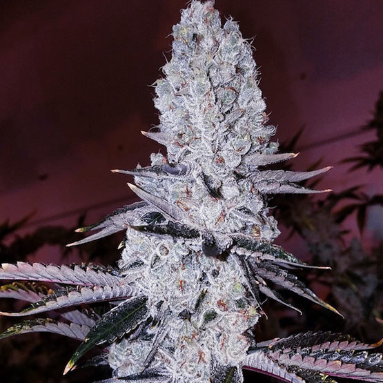 Ethos original mandarin cookies R1