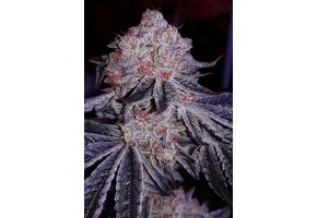 Ethos Cherry Gar-See-Ya R1