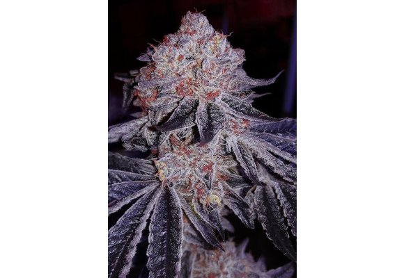 Ethos Cherry Gar-See-Ya R1