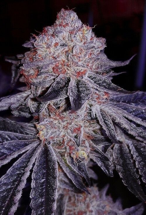 Ethos Cherry Gar-See-Ya R1