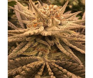 Ethos apex R1 - Home Grown Supplies