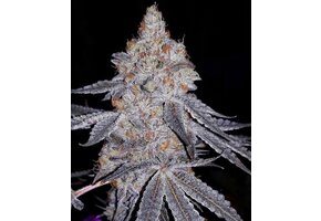 Ethos Banana Daddy R1