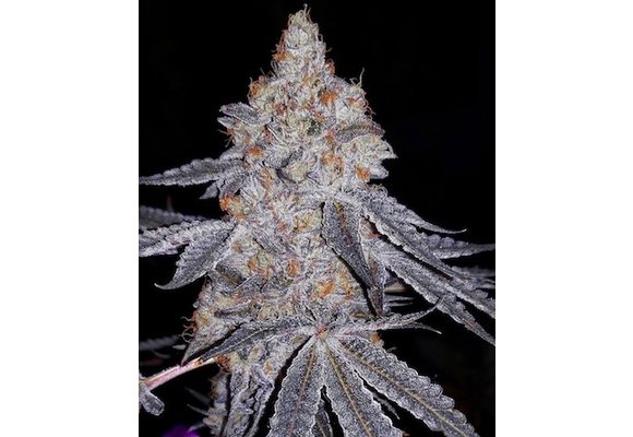 Ethos Banana Daddy R1