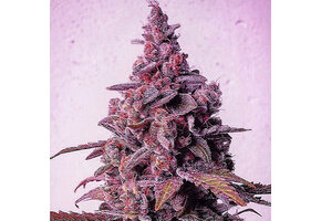 Ethos mandarin zkittlez R1