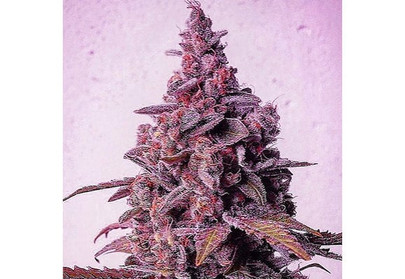 Ethos mandarin zkittlez R1