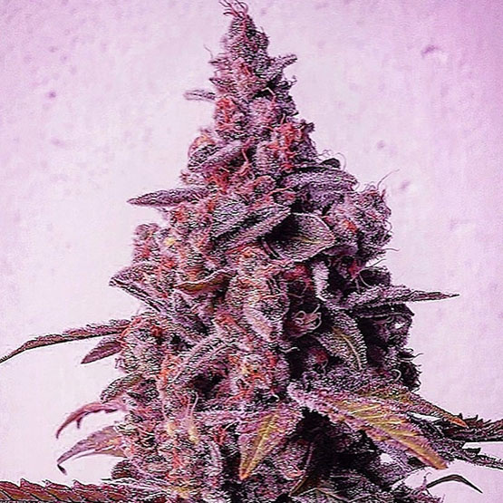 Ethos mandarin zkittlez R1