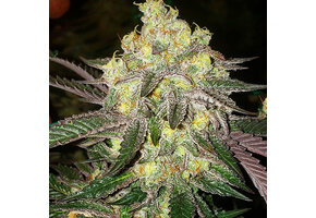 Ethos candy store Rbx