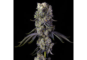 Ethos grandpa’s cookies R1