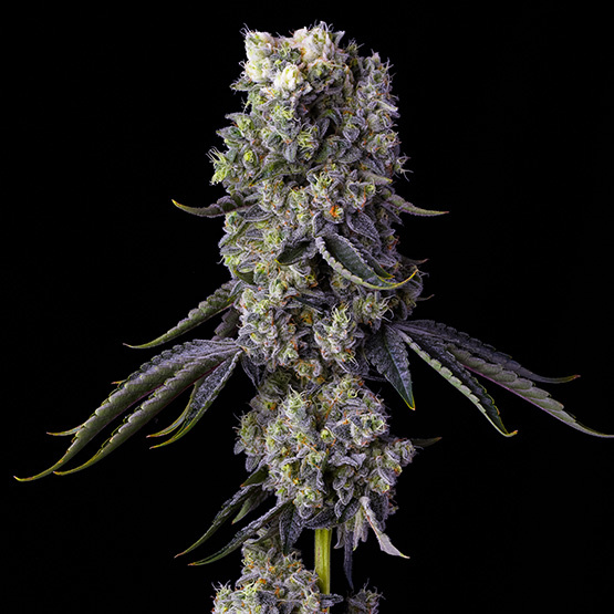 Ethos grandpa’s cookies R1