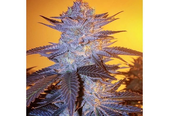 Ethos orange velvet underground Rbx