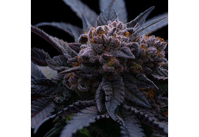 Ethos end game Rbx the punch line