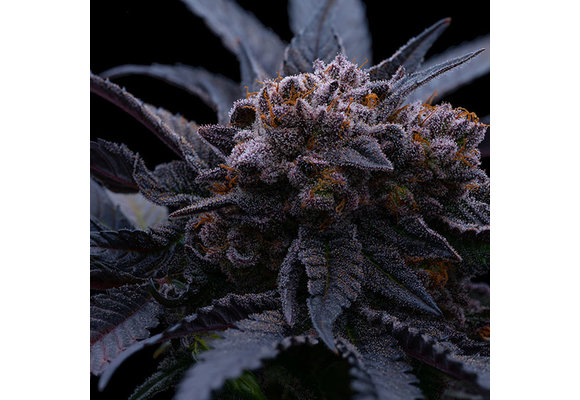 Ethos end game Rbx the punch line