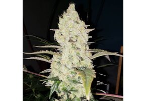 Ethos white wedding Rbx