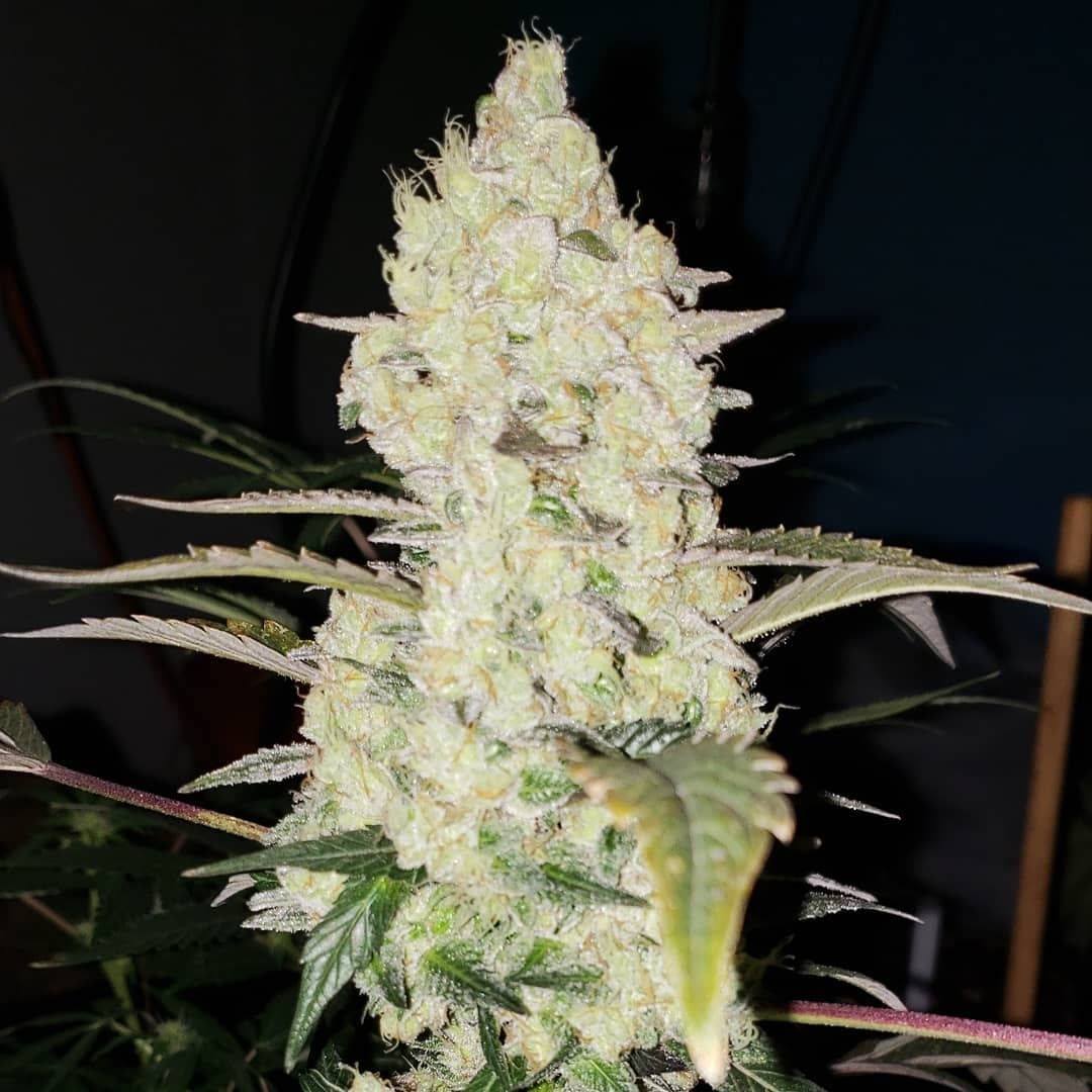 Ethos white wedding Rbx