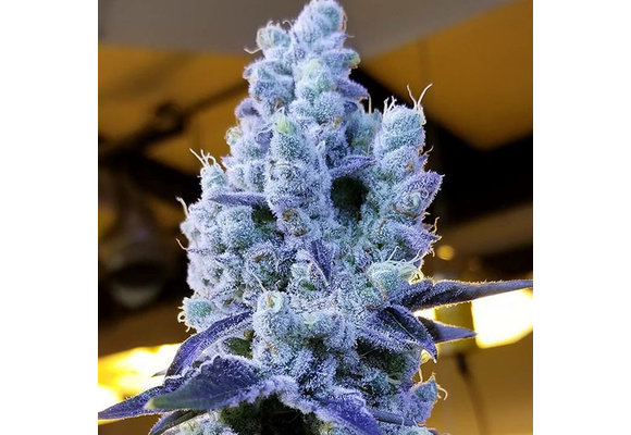 Ethos Mandarin Cookies v2