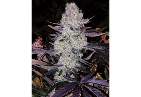 Ethos Planet of The Grapes Rbx 5pk