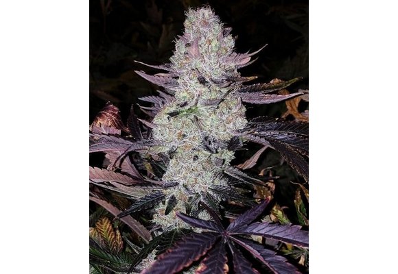 Ethos Planet of The Grapes Rbx 5pk