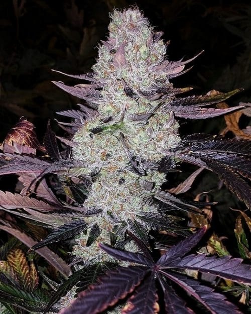 Ethos Planet of The Grapes Rbx 5pk