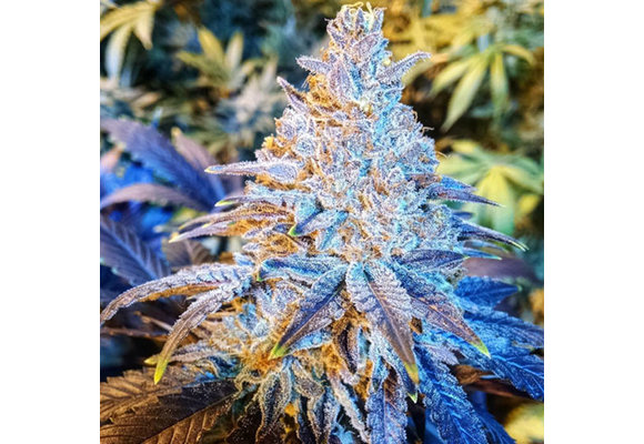 Ethos Mandarin Sunset