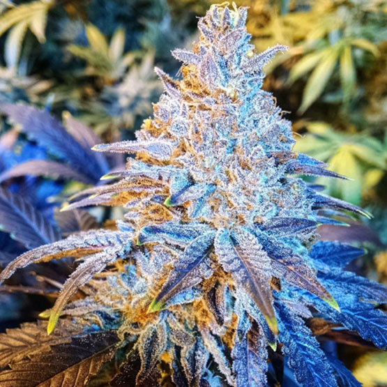 Ethos Mandarin Sunset