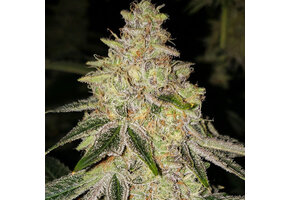 Ethos Mac n’ Jack R1 5pk