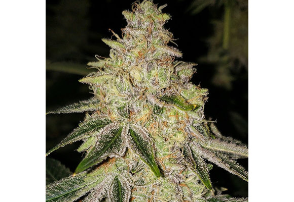 Ethos Mac n’ Jack R1 5pk