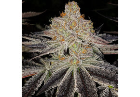 Ethos purple zkittlez Rbx