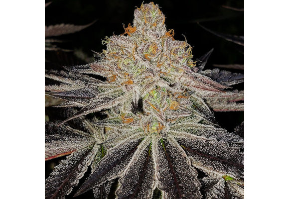 Ethos purple zkittlez Rbx