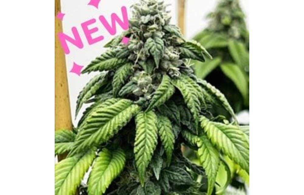 Mosca Pfunk! Fem 6 pk