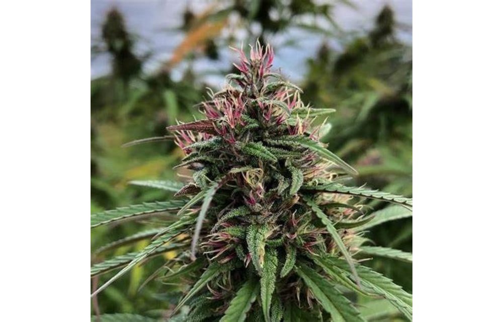 Cali Connection Boax CBD 6pk Fem
