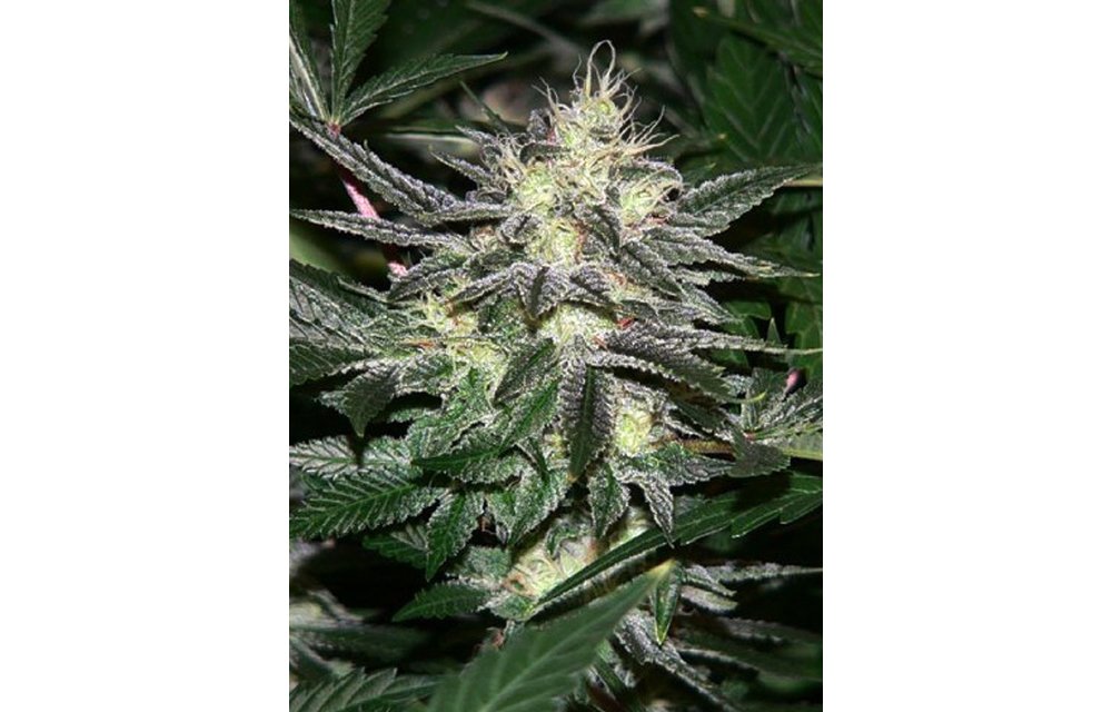 Cali Connection Chem 4 OG 6 pk Fem