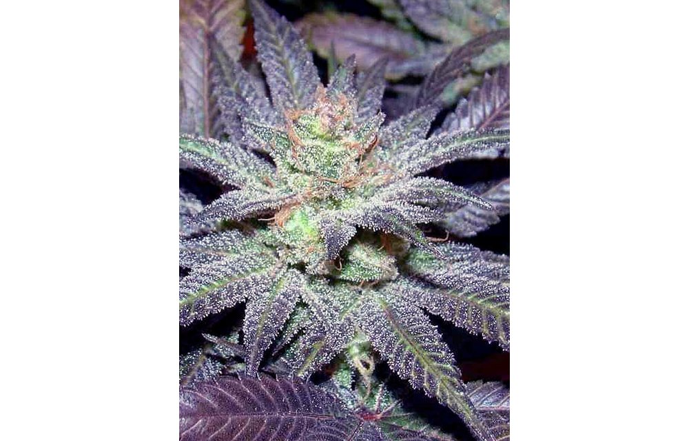 Cali Connection LA Affie 6 pk Fem