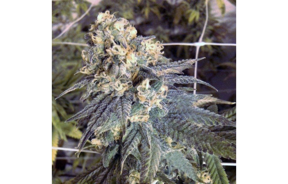 Cali connection Mint Milano 6 pk Fem