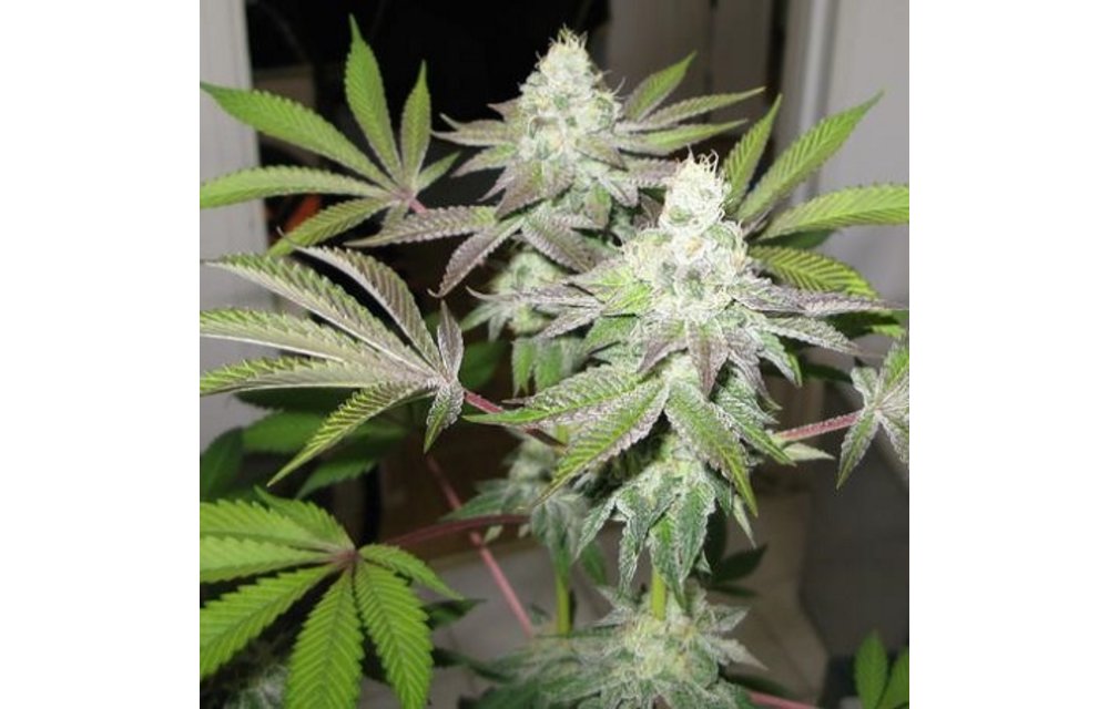 Cali Connection 78 6 pk Fem