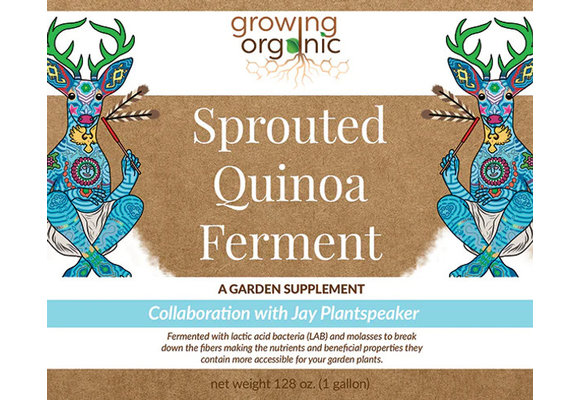 Sprouted Quinoa Ferment