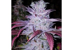 Early Lemon Berry Rbx