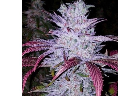 Early Lemon Berry Rbx