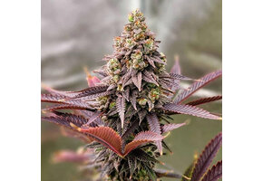 Ethos punchberry cookies Rbx